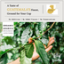 Medium Espresso • Don Armando