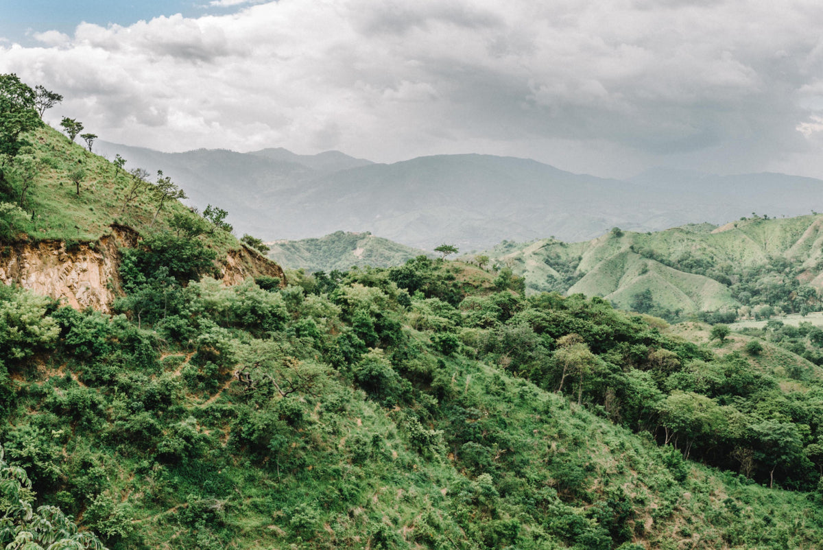 Long before we roasted coffee, we grew it